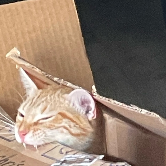 Meet your Posher, Kristina! - Picture 2 of 16